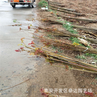 1�����㴻����r�� ɽ�|�t���㴻������� ���ﰫ���㴻��