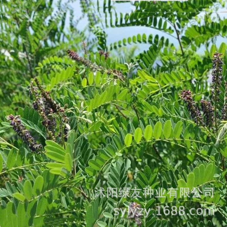 边坡灌木种子 ：紫穗槐 棉槐种子 山坡灌木