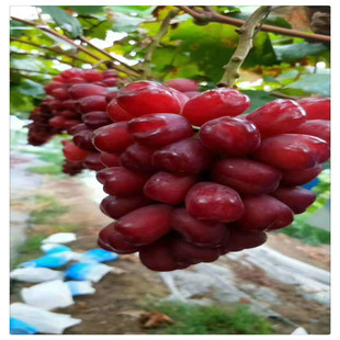 ��������Ʒ�N �����t����ј���r�� ꖹ�õ���������x��Ʒ�N