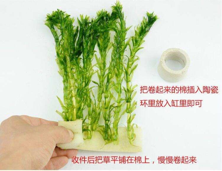 水草园林造景水草包邮水族金鱼藻水草咋米草养蟹水景用草 种苗花卉网