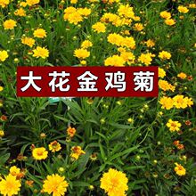 金鸡菊种子多年生宿根大花金鸡菊花籽四季易活景观花海色块花期长