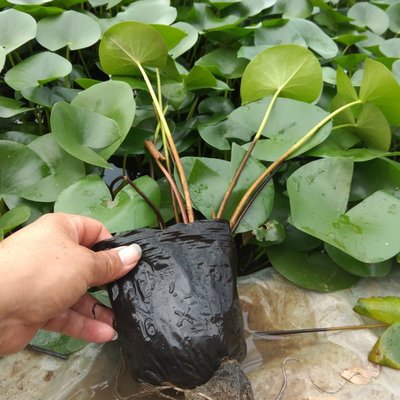 Water Lilies Miao Cup Wetlands Water body Viewing green