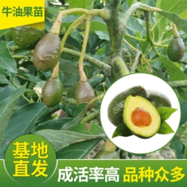 速冻果蔬类;盆栽;其他水果