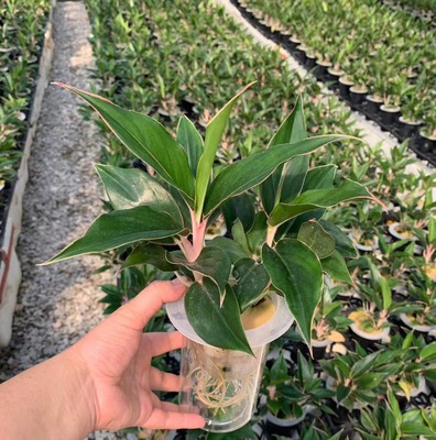 【基地直供】水培植物花卉盆栽 居家花卉绿植盆栽 水培蓝宝石