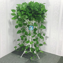 植物绿罗 植物绿罗品牌 图片 价格 植物绿罗批发 阿里巴巴 植物绿罗 植物绿罗品牌 图片 价格 植物绿罗批发 阿里巴巴