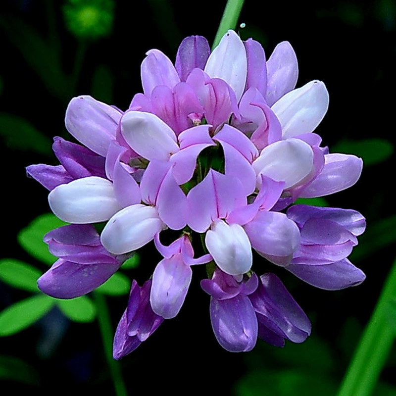 Многосторонняя маленькая корона цветок семена Сменные маленькая корона цветок многолетние пейзаж склон цветок двор горшок цветок морские семена