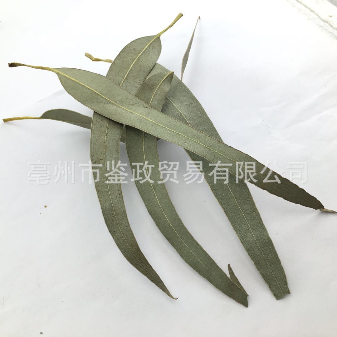 Dried Eucalyptus Leaf An Ye Bulk Herbal Tea Ingredient Sun Dried 500g quality and texture