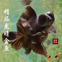 黑金鱼 黑金鱼品牌 图片 价格 黑金鱼批发 阿里巴巴