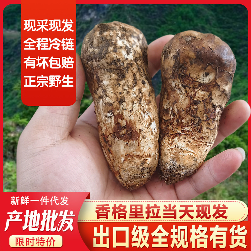 松茸 新鲜松茸 香格里拉特产野生松茸 原产地直发 微商代发