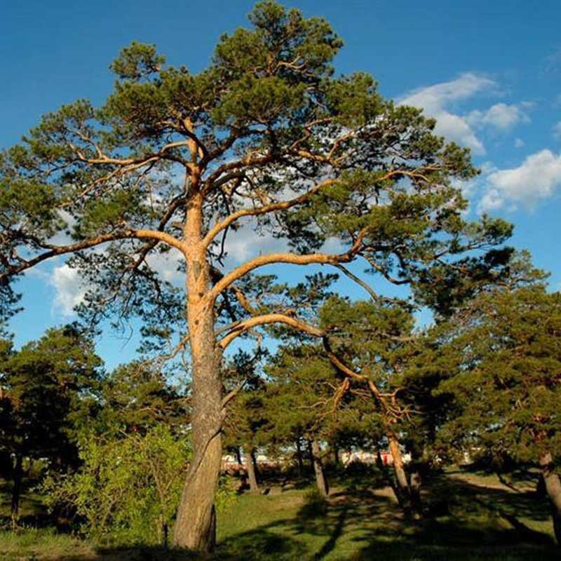 樟子松树图片大全大图,木材,有_大山谷图库