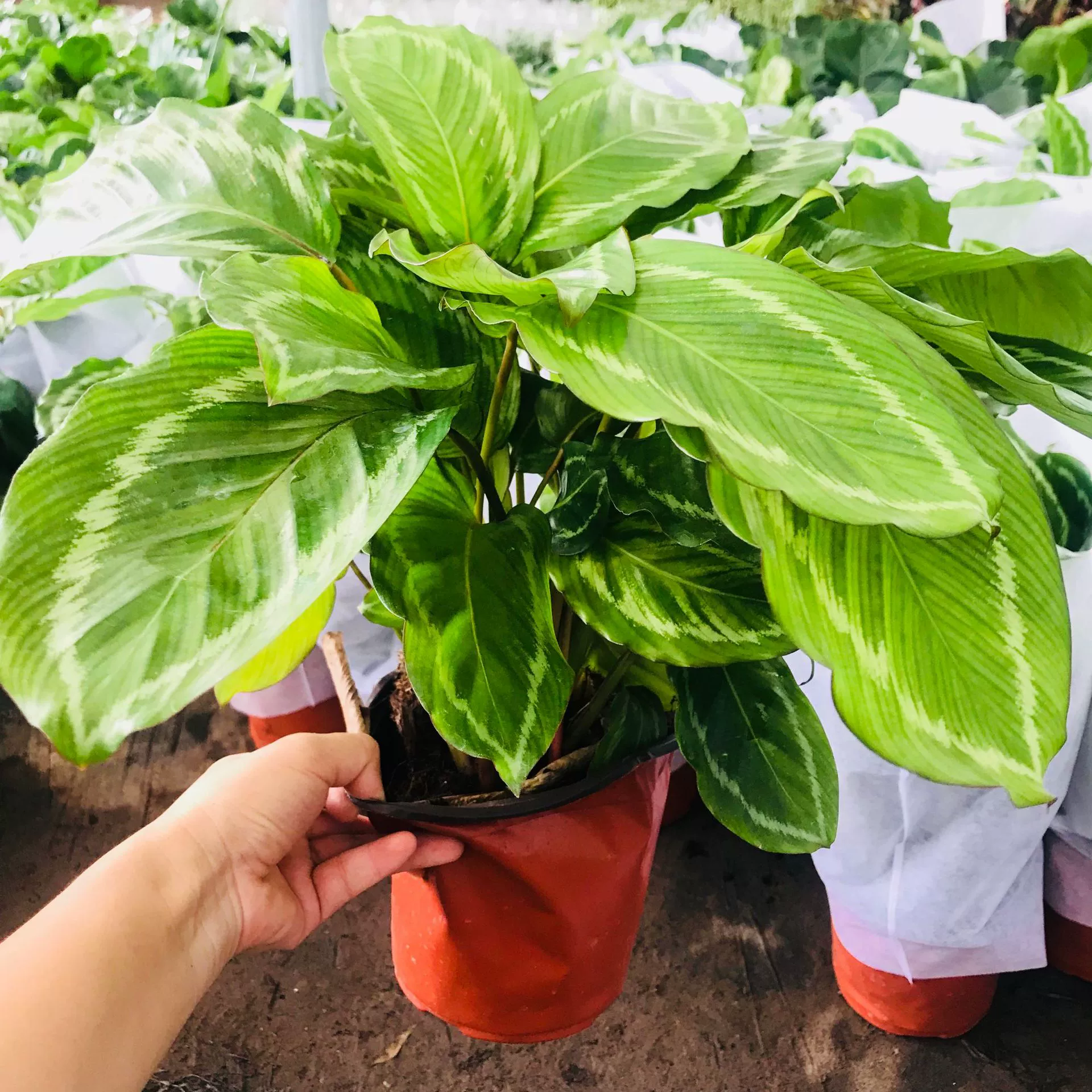 Внутреннее зеленое растение в горшке Pikachu Arroroot Evergreen All Seasons Очищенный воздушный лист Просмотр балкона Гостиная Зеленое растение Цветы