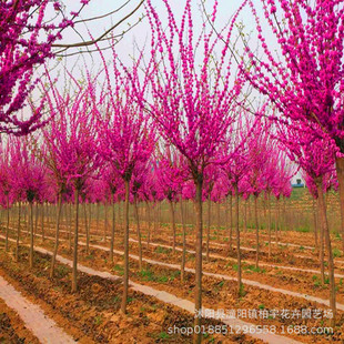 ���G����ͥԺ�ͺ����⻨��ֲ���Ϸ������e�����@�G����ľ���G����