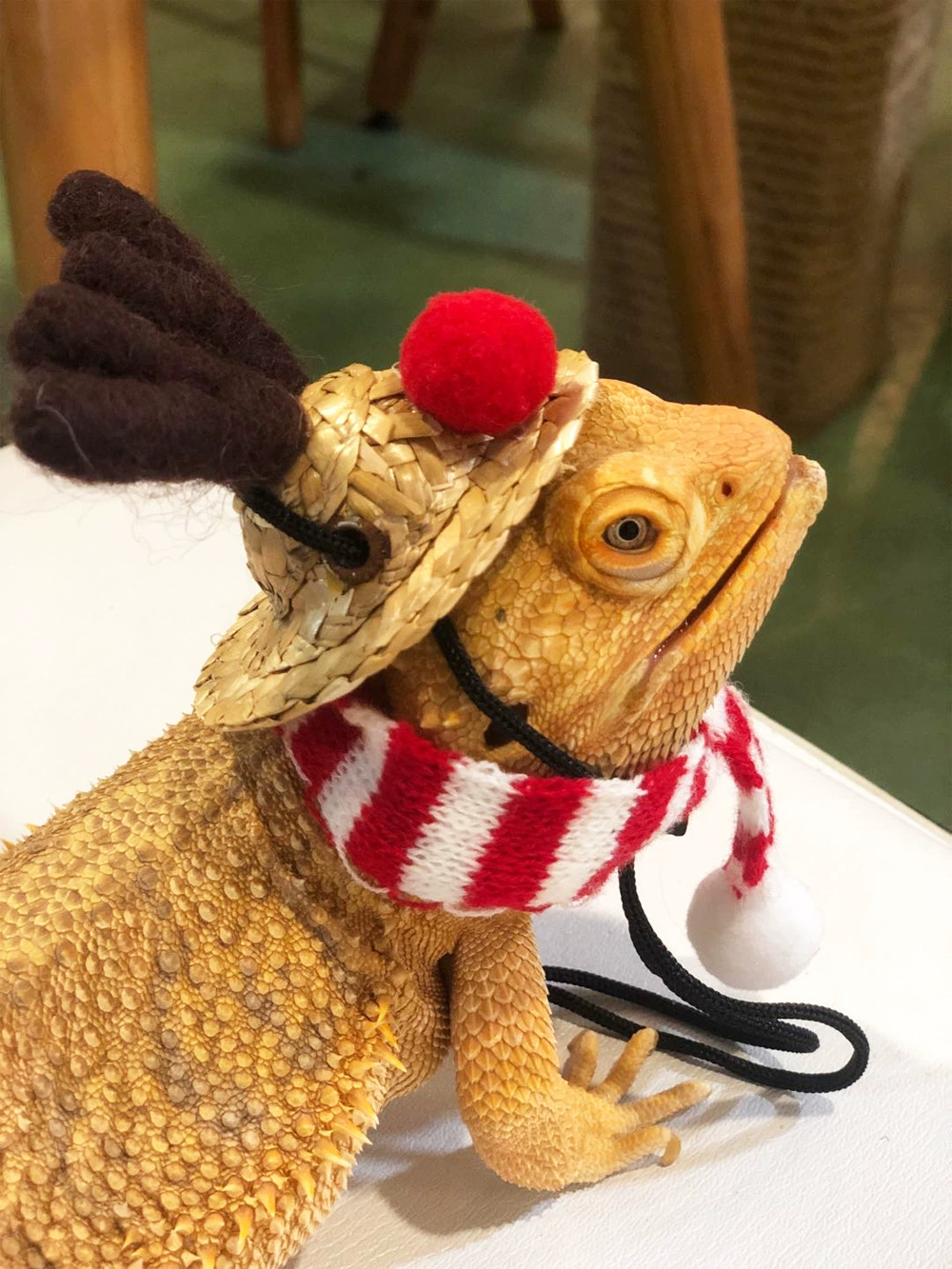 Ящерица Рождественский наряд Рождественская шапка Хэллоуин Лось ползающий питомец прогулочный ящерица фестиваль домашних животных Забавный