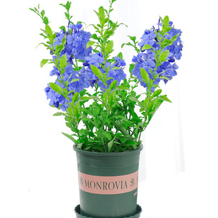 �{ѩ���玧�����������ٻ����^��ֲ���̨����ͥԺ�����������L