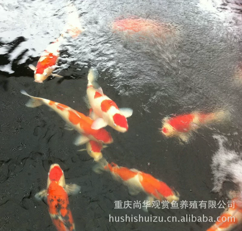 Поставки производителя красный и белый кои Тайшо трехцветное золото кои Шова Бай написы большое количество и отличная цена