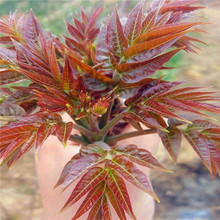 香椿樹 紅油香椿樹 批發大棚紅油香椿樹 0.5-3公分香椿樹基地