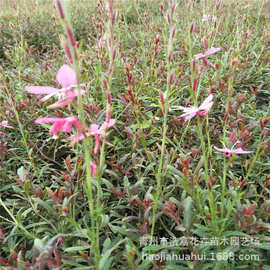 园林绿化苗 批发山桃草 千鸟花青州宿根花卉 山桃草种子