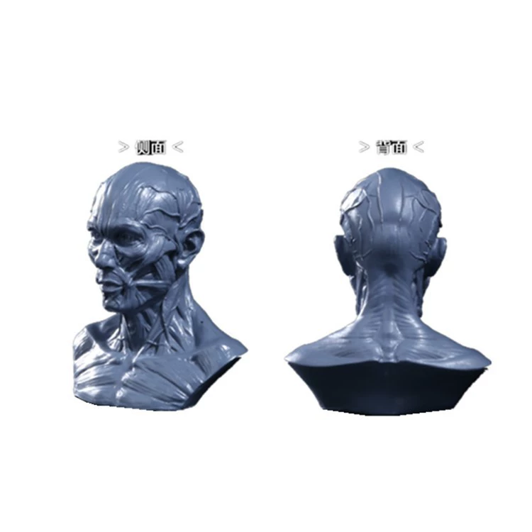 Art Painting Sketch Material Teaching Medicine Moom Human Model Reference Resin Crafts Human Model