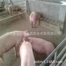 新美系长白原种代孕母猪大约克 长太母猪二元母猪 大白后备母猪