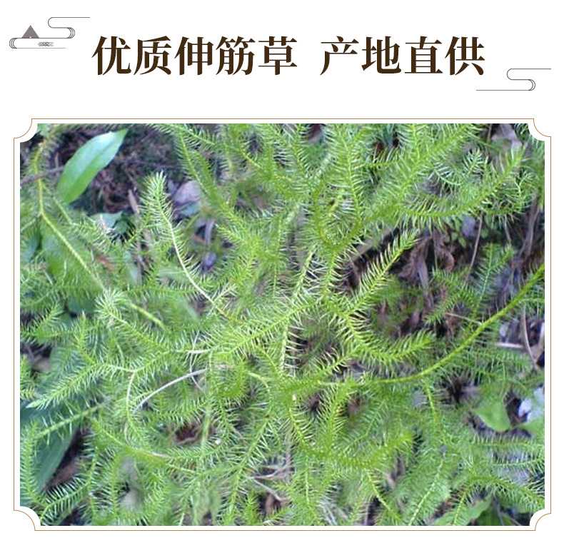 Shen Jin Cao (Lycopodium clavatum) — Dried Food Herb for Decoction & Soup quality and texture