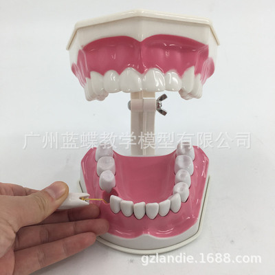 牙科材料/牙科教学模型假牙模型/2倍牙齿口腔模型/牙齿可拆装
