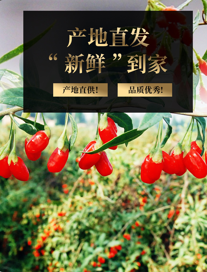 Premium Ningxia Zhongning Goji Berries Grade A Large Dried Fruit 250g Bag Ready to Eat key features