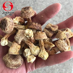 吉顺 Fujian Jiusato Dry Cargo Jiusato Dry Cargo Brazilian Mushroom Новые товары без курения без лапши 500 г