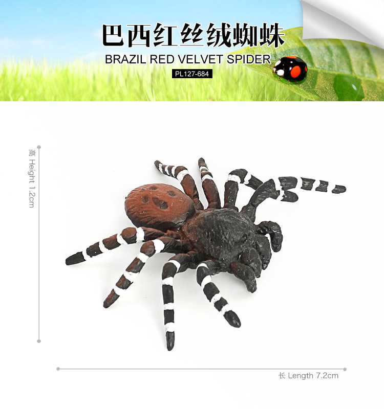 684-巴西红丝绒蜘蛛