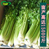 Baili Celery Seed Farmland Vegetable Vegetable Base Reversed Popularity Fibrous Fiber Shao Celebrity Vegetable Seeds