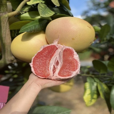 福建平和琯溪蜜柚红心柚子新鲜水果 红肉清甜多汁三红蜜柚精品果1|ms