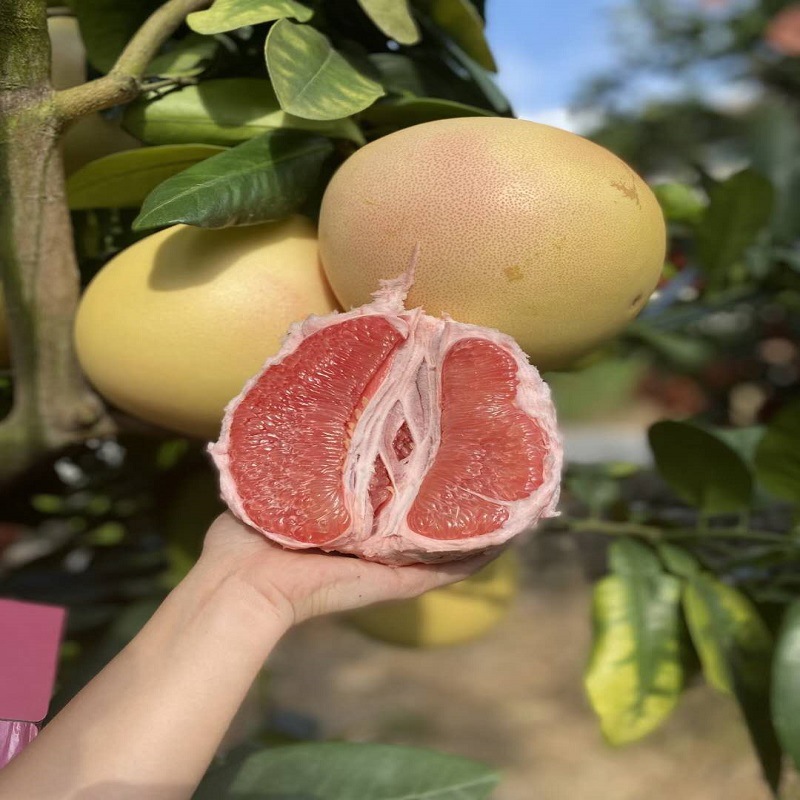 福建平和琯溪蜜柚红心柚子新鲜水果 红肉清甜多汁三红蜜柚精品果1|ms