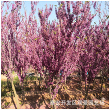 丛生紫荆树苗价格 多分支 大冠幅紫荆树 满条红 绿化工程用苗