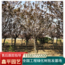 紫叶李树价格 基地批发 红叶李树 3--12公分大量出售