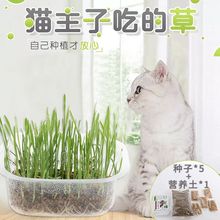 跨境热卖猫草种植套餐矿物营养土壤种植猫草种子去毛球猫咪零食
