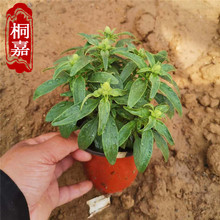 ɢbNӽ~ݷNļ̨Ծ^GNӲݻ