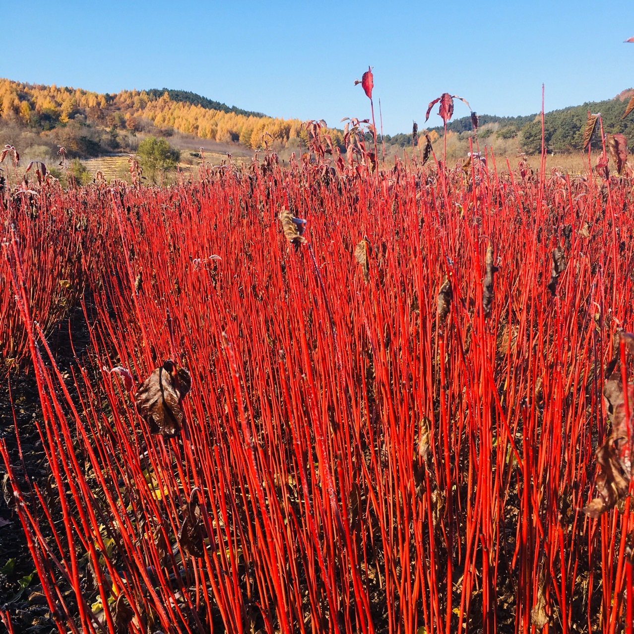 东北辽宁直销 丛生红瑞木 红鱼木小苗 偃伏莱木绿篱价格优惠