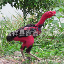 养殖场出售纯种越南斗鸡 景区参加比赛的斗鸡 泰国斗鸡活体出售