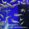 living thing Light Division Fish small-scale Tropical Ornamental fish Asparagus Light fish living thing Tropical Fish Ornamental fish Degreasing