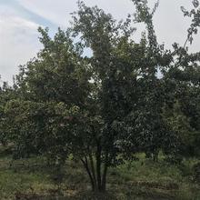 6米茶条槭 绿化苗木 绿化茶条槭基地 树型优美