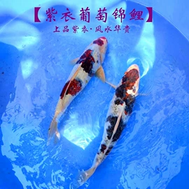 观赏鱼;特种水产;宠物周边用品