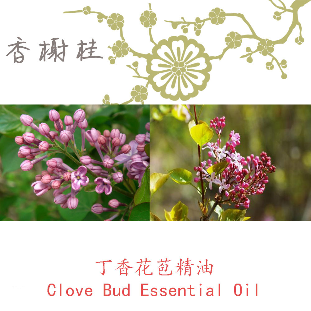 法国进口丁香花苞Clove Bud 丁子香、公丁香芳疗级单方精油10ML起-阿里巴巴