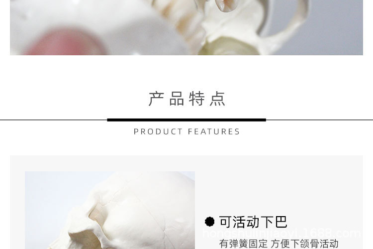 6 正常头骨纯白.jpg