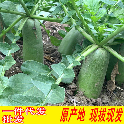 正宗潍县萝卜潍坊水果萝卜沙窝青萝卜山东特产蔬菜绿萝卜5斤 代发