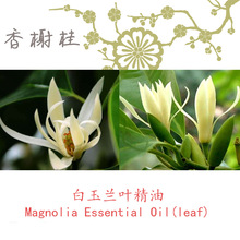 m~/ m~ηMagnolia Leaf ƽ֬ 10ML