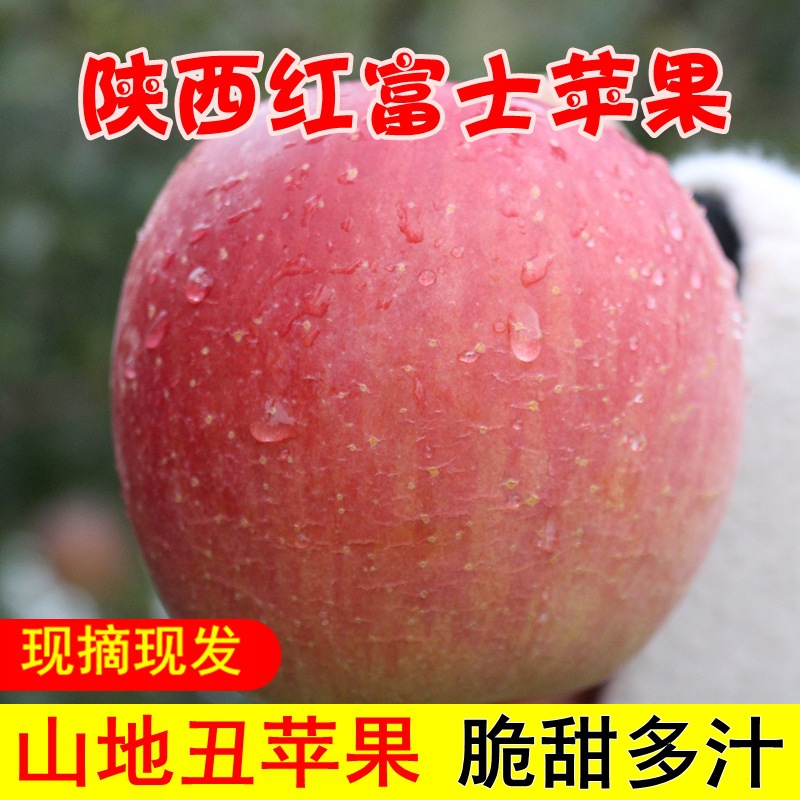 48H Deliver goods Shaanxi Red Fuji Apple Pingguo fresh fruit Rock sugar Full container 10 Wholesale pounds