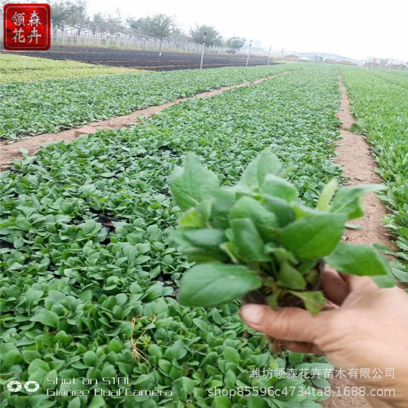 Шаньдунский многолетний горшечный космос "Черное сердце" для дизайна цветочного моря и проектов по ландшафтному озеленению