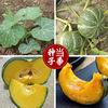 Sweet green chestnut, pumpkin seeds wholesale small pumpkin family balcony vegetable garden potted vegetable seeds