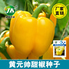 Yellow Sweet Pepper Seeds Featured Vegetable Vegetable Pepper Seeds Four Seasons Four Seasons Interior Body Potted Planted Pepper
