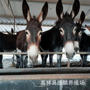 �������H�Bֳ�� �������H�x �����Hĸ�H �������H��N���H�Bֳ��