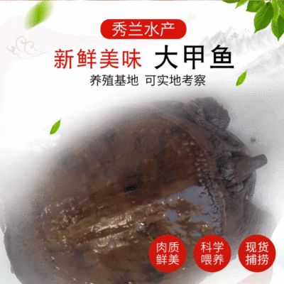 兴化水产大甲鱼野生淡水养殖场甲鱼批发可来电详询量大从优
